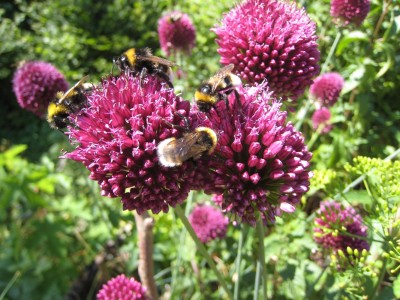 allium_bombus_9.jpg