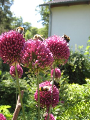 allium_bombus_6.jpg