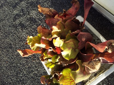 20160129_154528.jpg