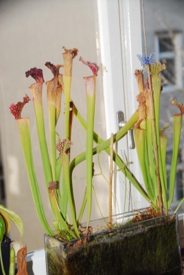 DSC_0782_Schauglas.jpg