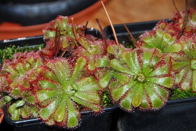DSC_0788_Dros.jpg