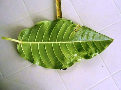 DSCN1175.JPG