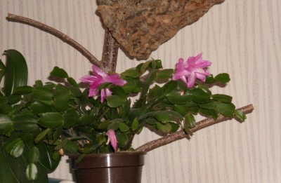 Schlumbergera 80er.JPG