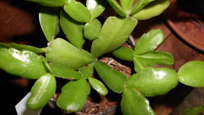 Schlumbergera neu.JPG