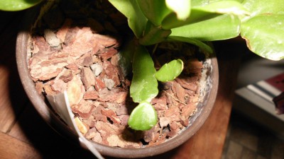 Schlumbergera neu Anfang 90er.JPG