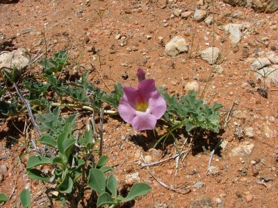 Namibia Pfl. Nr. 11.jpg