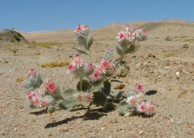 Namibia Pfl. Nr. 12 (2).jpg