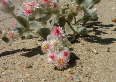 Namibia Pfl. Nr. 12 (3).jpg