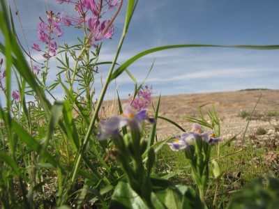 Namibia Pfl. Nr. 13 (2).jpg