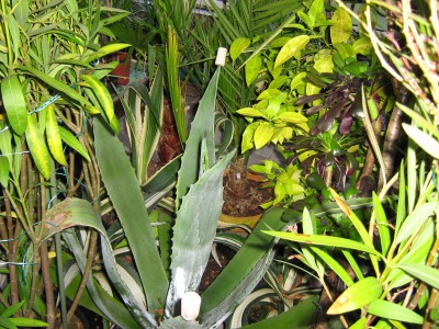 IMG_3263.JPG