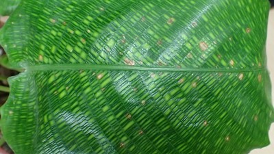Calathea musaica21.jpg