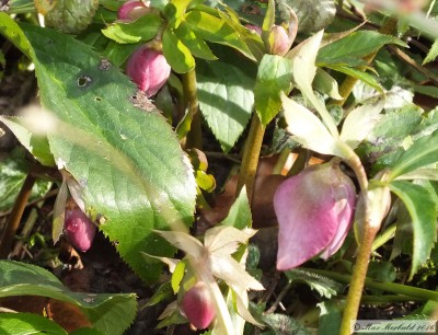 20160206_04.JPG