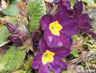 20160206_05.JPG