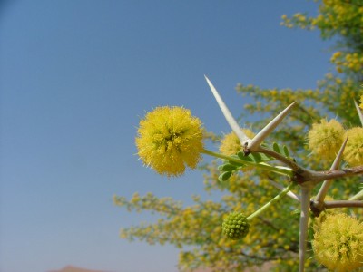 Acacia erioloba (2) Kopie.jpg