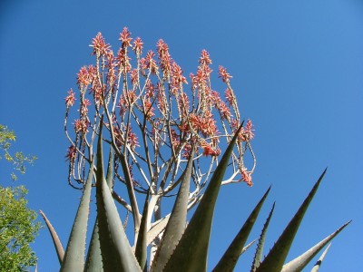Aloe hereroensis (1) Kopie.jpg