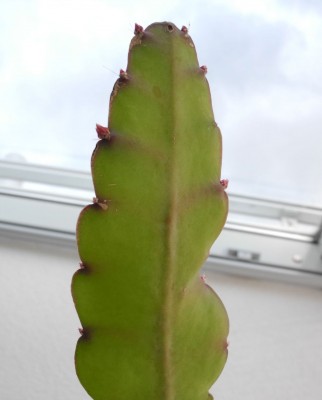 DSCN4685-a.jpg