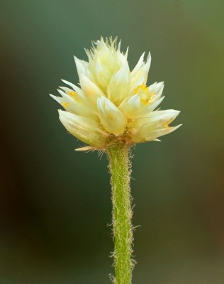 Amaranthaceae (1).jpg