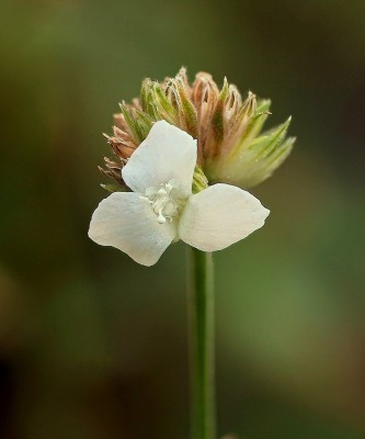 Callisia elegans 2897-1.jpg