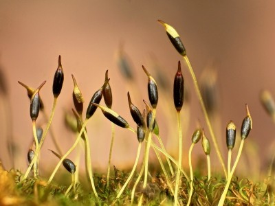 Dicranoweisia cirrata (1).jpg