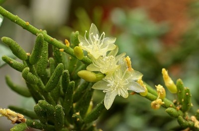 Rhipsalis mesembryanthemoides (1).jpg