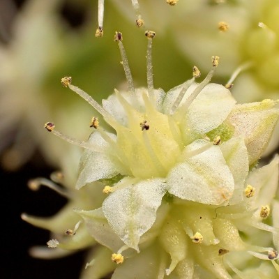 Sedum ebracteatum (3).jpg