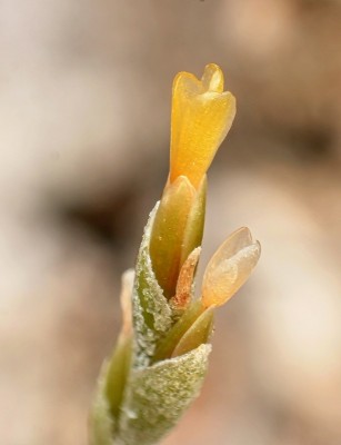 Tillandsia loliacea 1839-1 (2).jpg