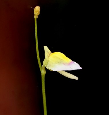 Utricularia bisquamata (1).jpg