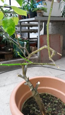 20160215_150706.jpg