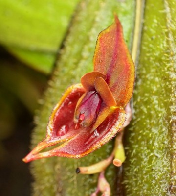 Lepanthes gargoyla (1).jpg