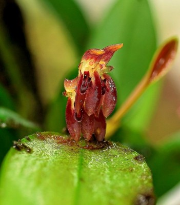 Trichosalpinx blaisdellii (2).jpg