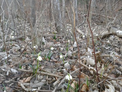 Märzenbecher-Wald Luzisteig 14.2.16.jpg