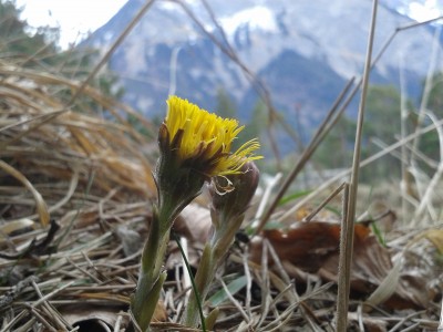 Huflattich 14.2.16.jpg