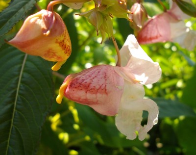 Drüsiges Springkraut (Impatiens glandulifera) 5.jpg