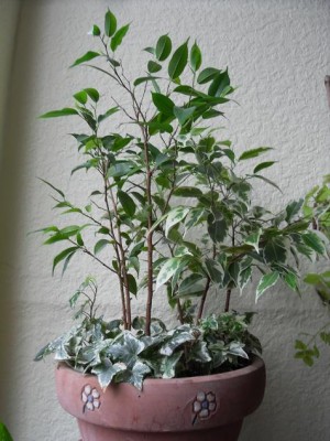 Ficus_benjamina_natasja.jpg