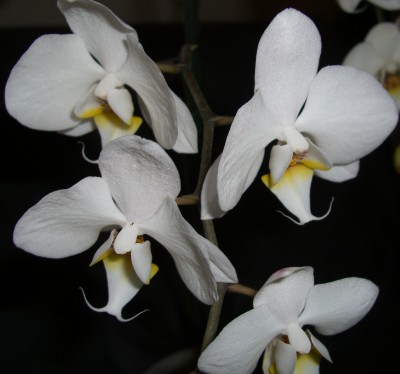 Phalaenopsis (3).JPG