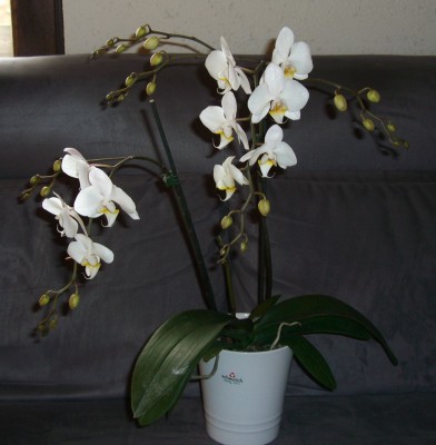 Phalaenopsis (2).JPG
