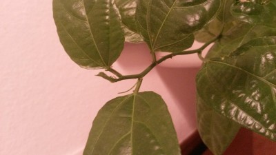 20160220_230526.jpg