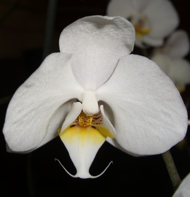 Phalaenopsis leucorhoda (5).JPG