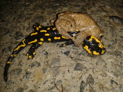 Erdkröte-Salamander 29.3.15.jpg