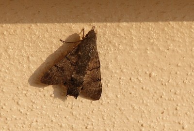 IMG_4827.JPG