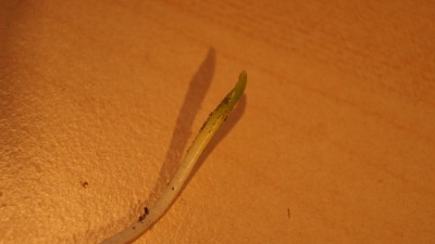 DSC09952.JPG