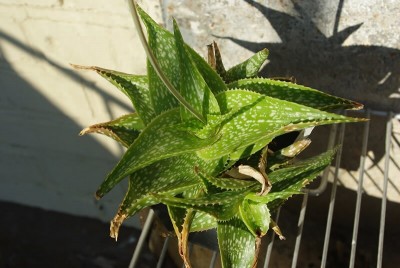 somaliensis var-002.800.jpg