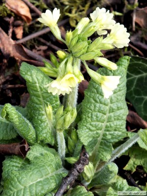 20160227_09.JPG