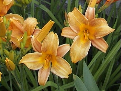 16_gelb 01.jpg