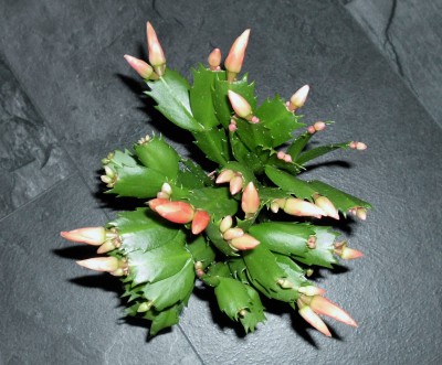 Schlumbergera.JPG