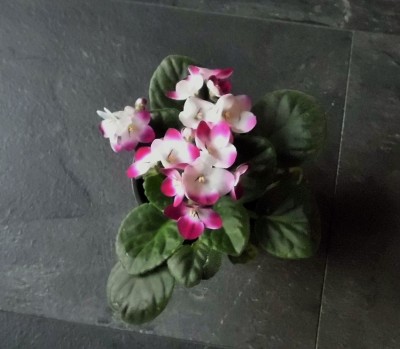 Usambaraveilchen (2).JPG