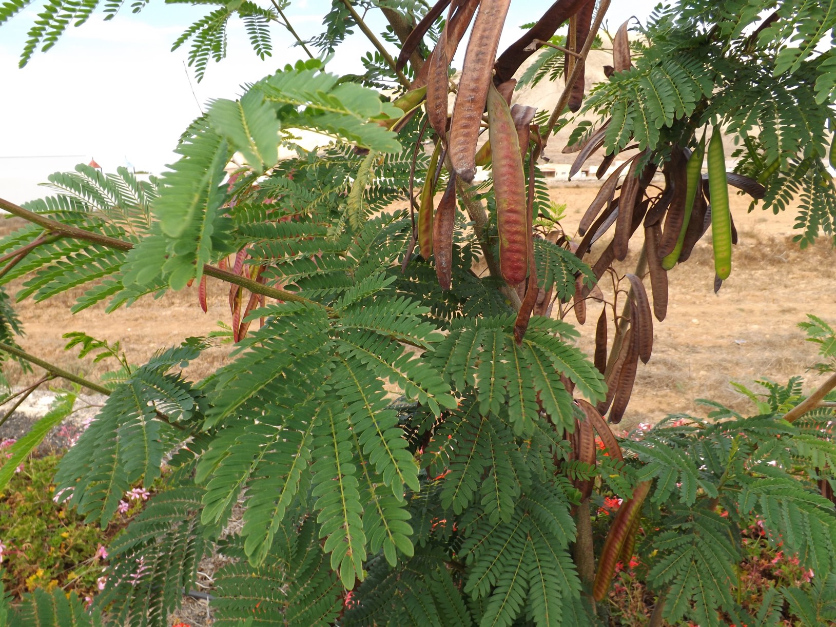 Welche Pflanze ist das auf Fuerteventura (Kanaren) · Pflanzenbestimmung &  Pflanzensuche · GREEN24 Pflanzen & Garten Forum