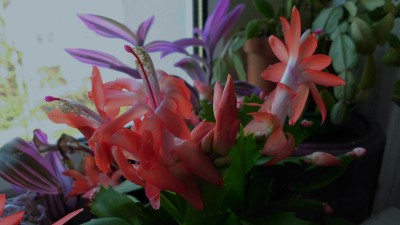 Schlumbergera (2).JPG