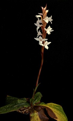 Pteroglossa roseoalba 2014-5 (4).jpg