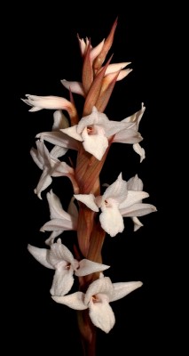 Pteroglossa roseoalba 2014-5 (5).jpg
